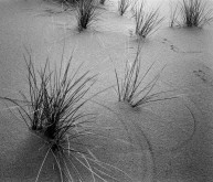 Dune Grasses & Footprints